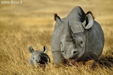 sudafrica strage rinoceronti bracconieri