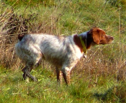 Caccia Breton