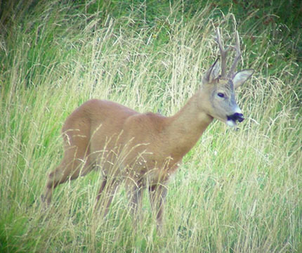 caccia abbattimento ungulati siena