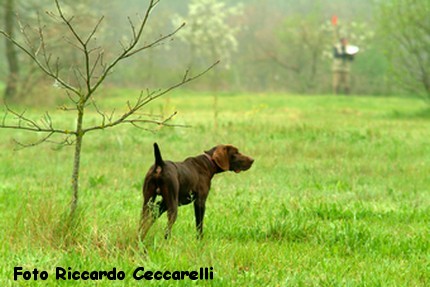 Gare cinofile cane ferma spaniel