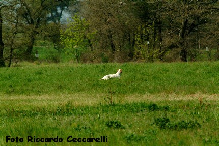Gare cinofile cane ferma spaniel
