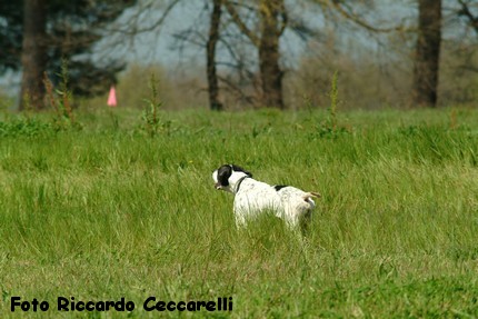 Gare cinofile cane ferma spaniel