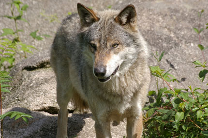 dannidei lupi CACCIA