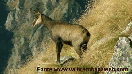 caccia al camoscio tiro venatorio angolo di sito