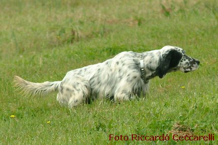 setter inglese cane da caccia ferma beccaccia fagiano