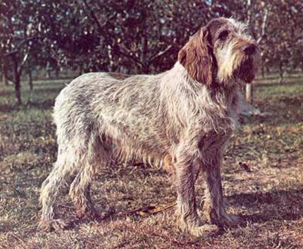 spinone italiano caccia