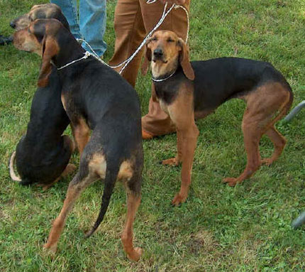 cani da caccia scambiati per randagi caccia