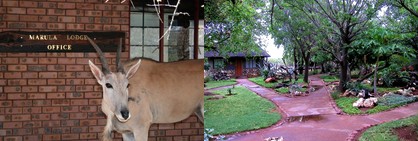 safari Africa