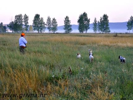 grivna caccia quaglie croazia