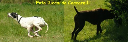 gare di caccia