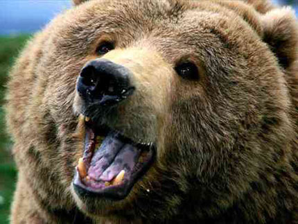 orso marcicano caccia cacciatori ambiente ministero