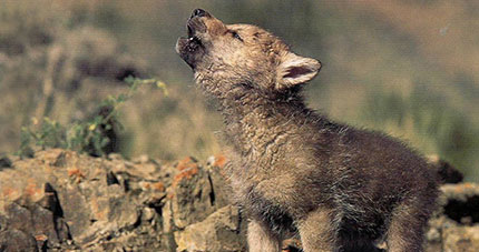lupo caccia lessinia