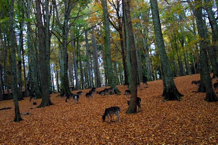 Caccia nel Gargano