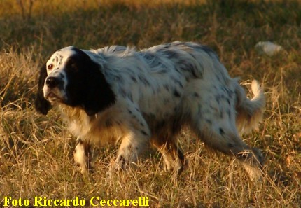 Gare Caccia