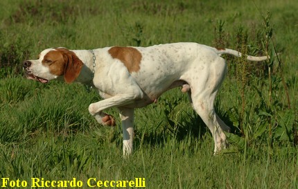 Gare Caccia