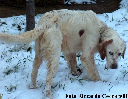 cani caccia