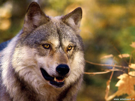 TOSCANA, CENTINAIA DI PECORE SBRANATE DAI LUPI  CACCIA