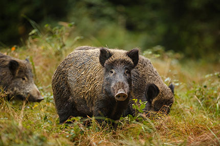 cinghiale caccia isernia molise