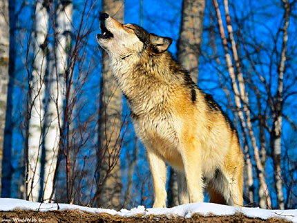 FERMO: INCONTRO RAVVICINATO CON DUE LUPI caccia