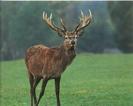 VIBO VALENTIA: DANNI DA FAUNA SELVATICA  CACCIA