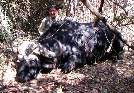 Caccia Grossa