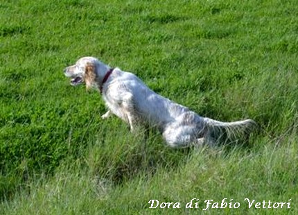 Gare Caccia