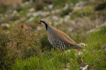MONTE COSCERNO: OASI PER BRACCONIERI! CACCIA