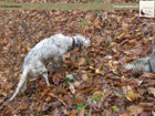 caccia cacciatori cani