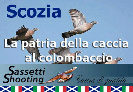 sassetti caccia in scozia colombaccio