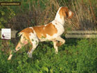 cani da caccia