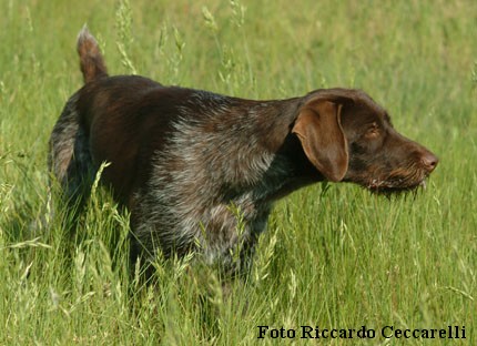 Prove lavoro cane caccia