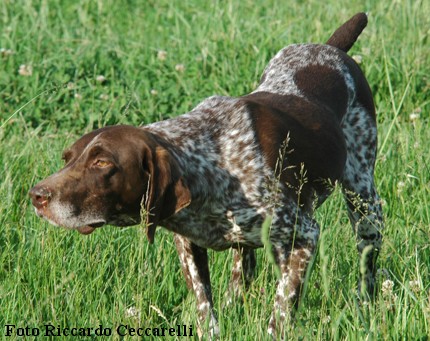 Prove lavoro cane caccia