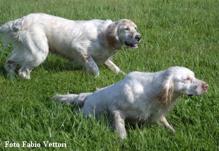 Prove lavoro cane caccia