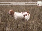 cani da caccia sfondi per computer desktop