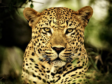 SUDAFRICA: CACCIA AL LEOPARDO VIETATA CACCIA