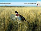 cani da caccia sfondi per computer desktop