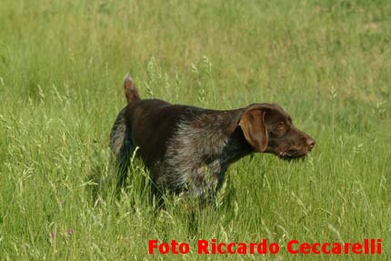 Drahthaar bracco tedesco a pelo duro cane da ferma caccia