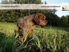 cani da caccia sfondi per computer desktop