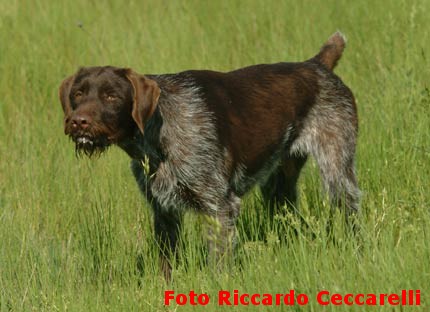 Drahthaar bracco tedesco a pelo duro cane da ferma caccia