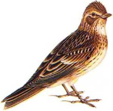 LOMBARDIA: ALLODOLA, ECCESSIVI CARNIERI CACCIA