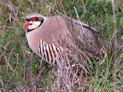 FIDC V. VENETO: UOMINI, BOSCHI...E MIRTILLI CACCIA