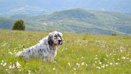 FINALE REGIONALE SANT'UBERTO CACCIA