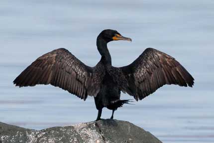 VENEZIA: DOPO LE NUTRIE, CACCIA APERTA AI CORMORANI CACCIA