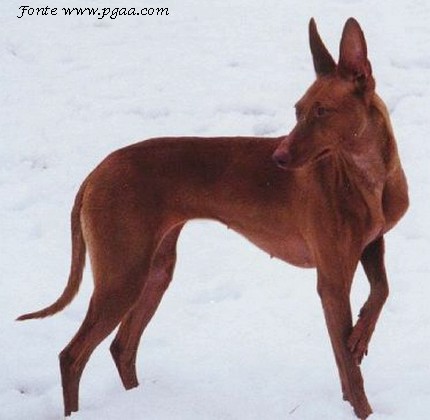 Cirneco Etna