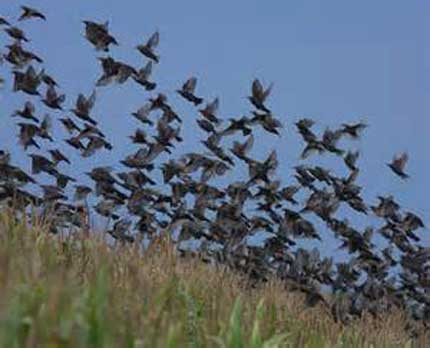IL 25 SETTEMBRE APRE CACCIA ALLO STORNO CACCIA
