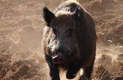 Ungulati caccia toscana