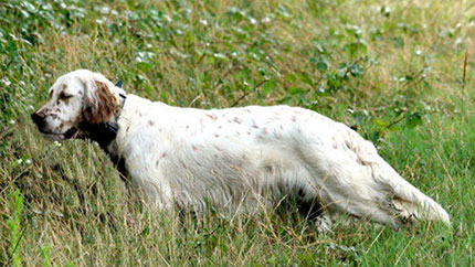 cani da caccia furto