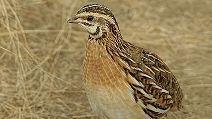 Puglia WWf caccia calendario venatorio