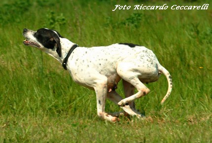 STANDARD LAVORO CACCIA POINTER