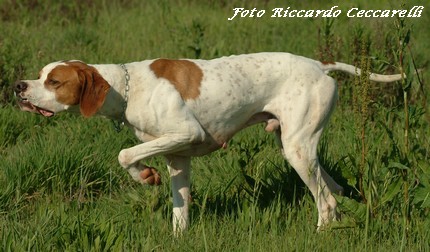 STANDARD LAVORO CACCIA POINTER